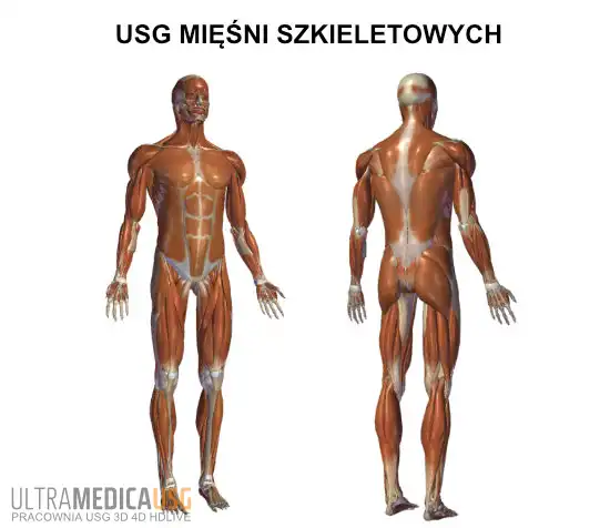 Mięśnie szkieletowe w badaniu USG